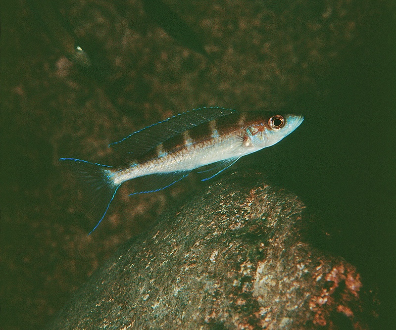 Paracyprichromis brieni 'Kampemba'